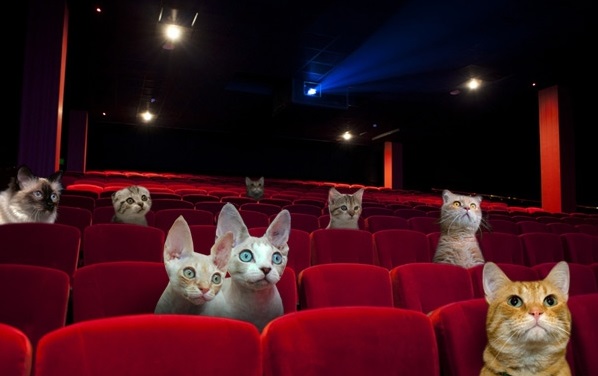 20150414054316-cat-cinema_good